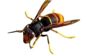 VESPA VELUTINA (Avispa Asiática)