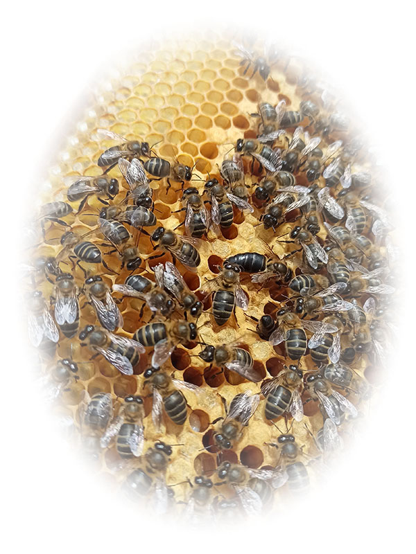 abejas miel artesana