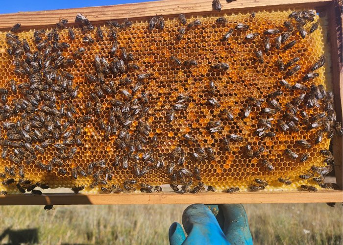 abejas miel artesana propiedades